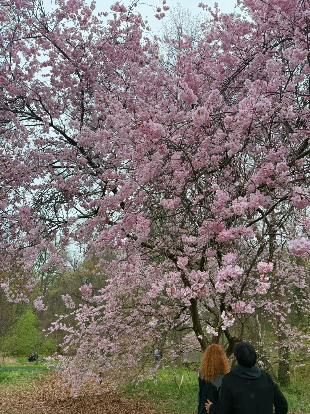 一期一会费城的樱花季🌸