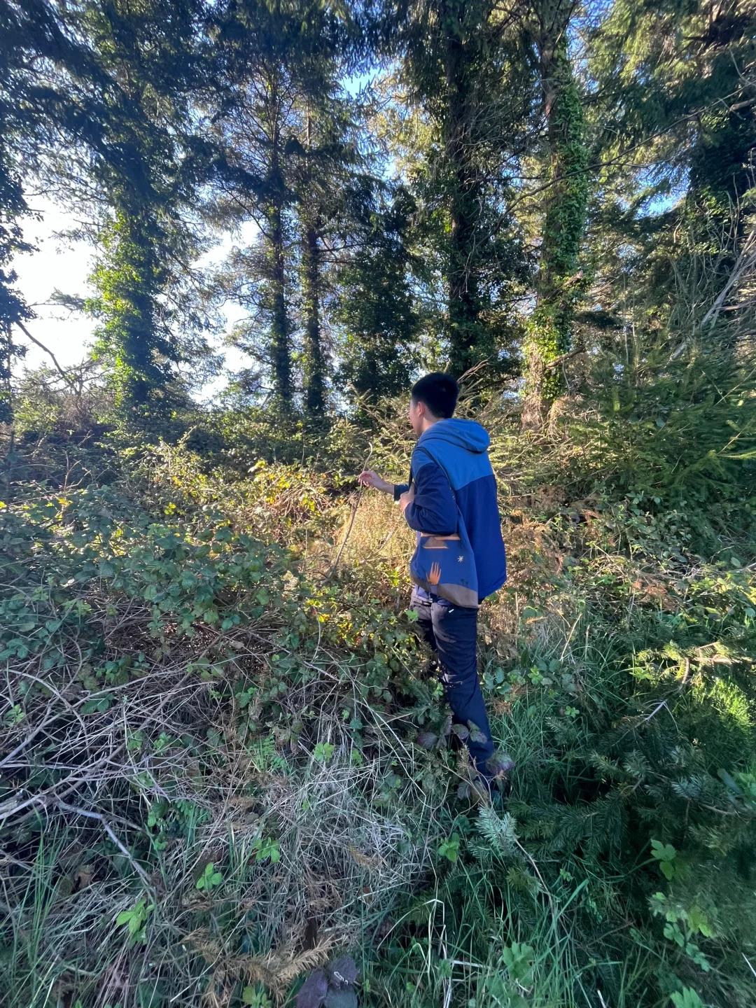 春天🍃古堡🏰花园💐powerscourt历险