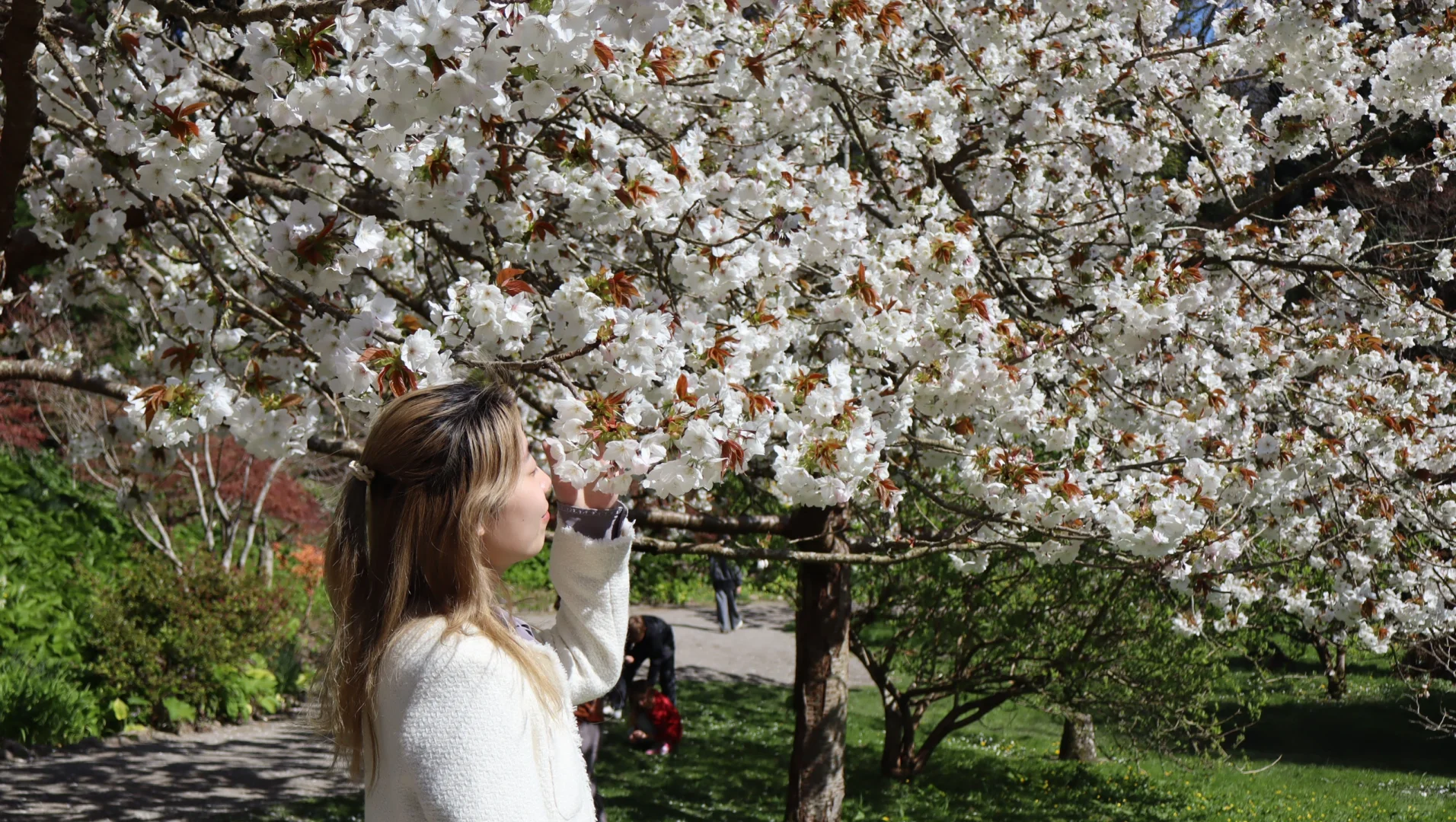 春天🍃古堡🏰花园💐powerscourt历险
