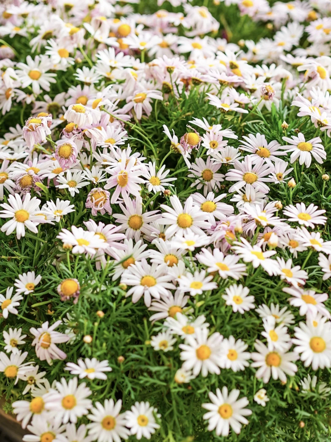 春日济南治愈系旅行攻略｜电影幻城超出片！