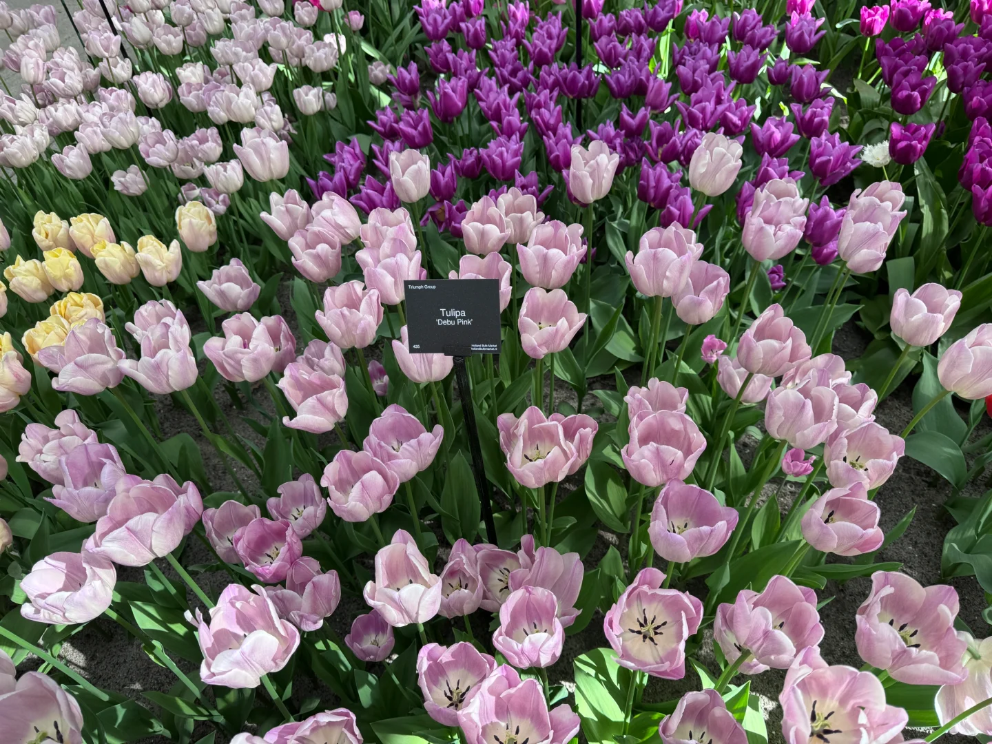 阿姆斯特丹“太子湾”