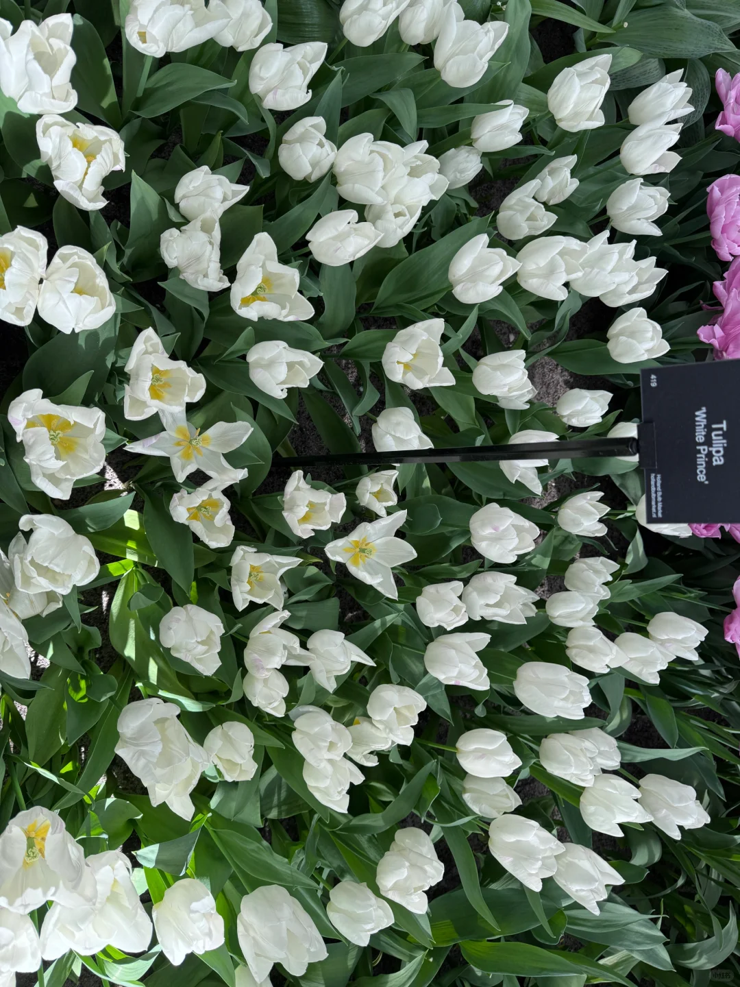 阿姆斯特丹“太子湾”