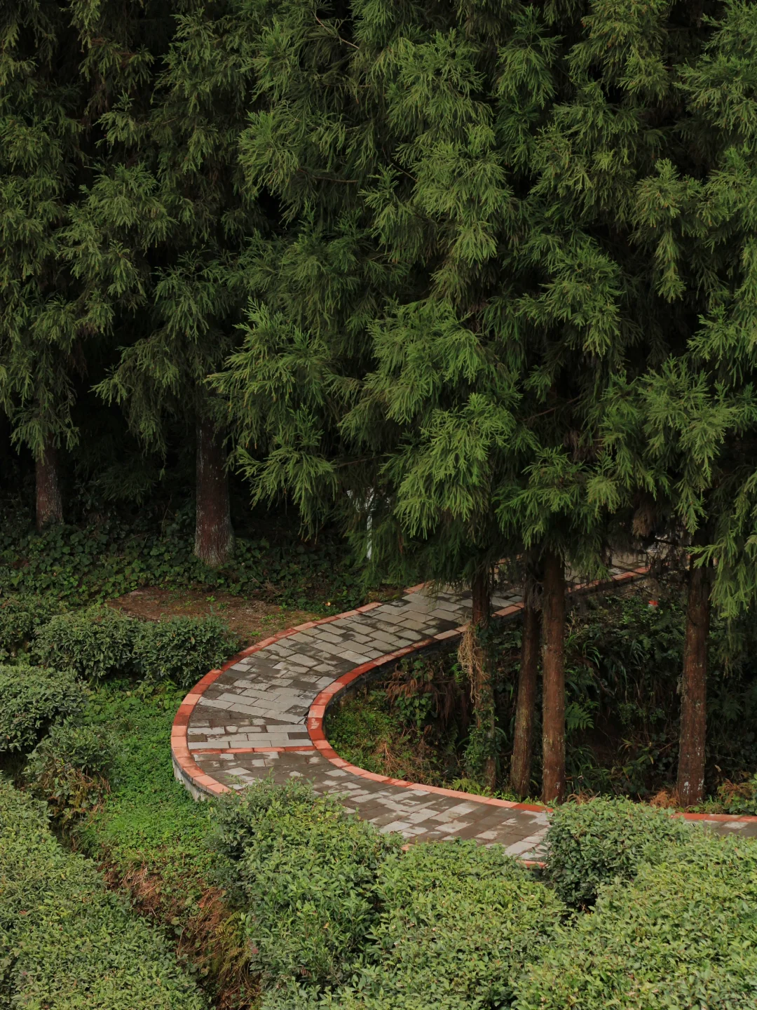 雅女湖免费露营归来❗️复兴村茶山徒步真舒服