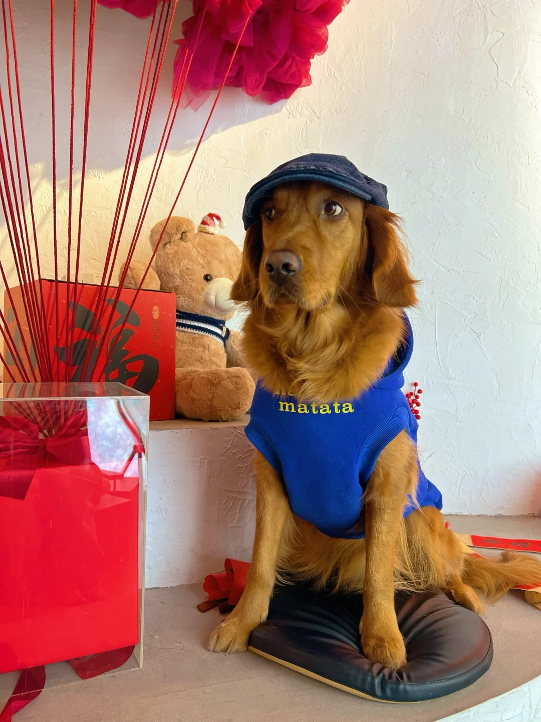 日照宠物友好攻略丨景点•餐厅🐶