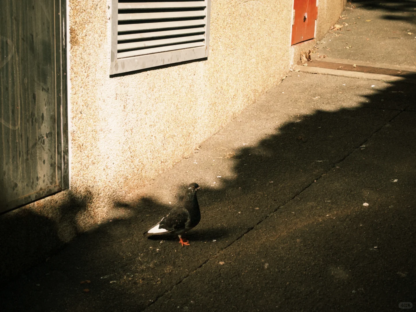 南半球依旧夏天🥥🏊🏄