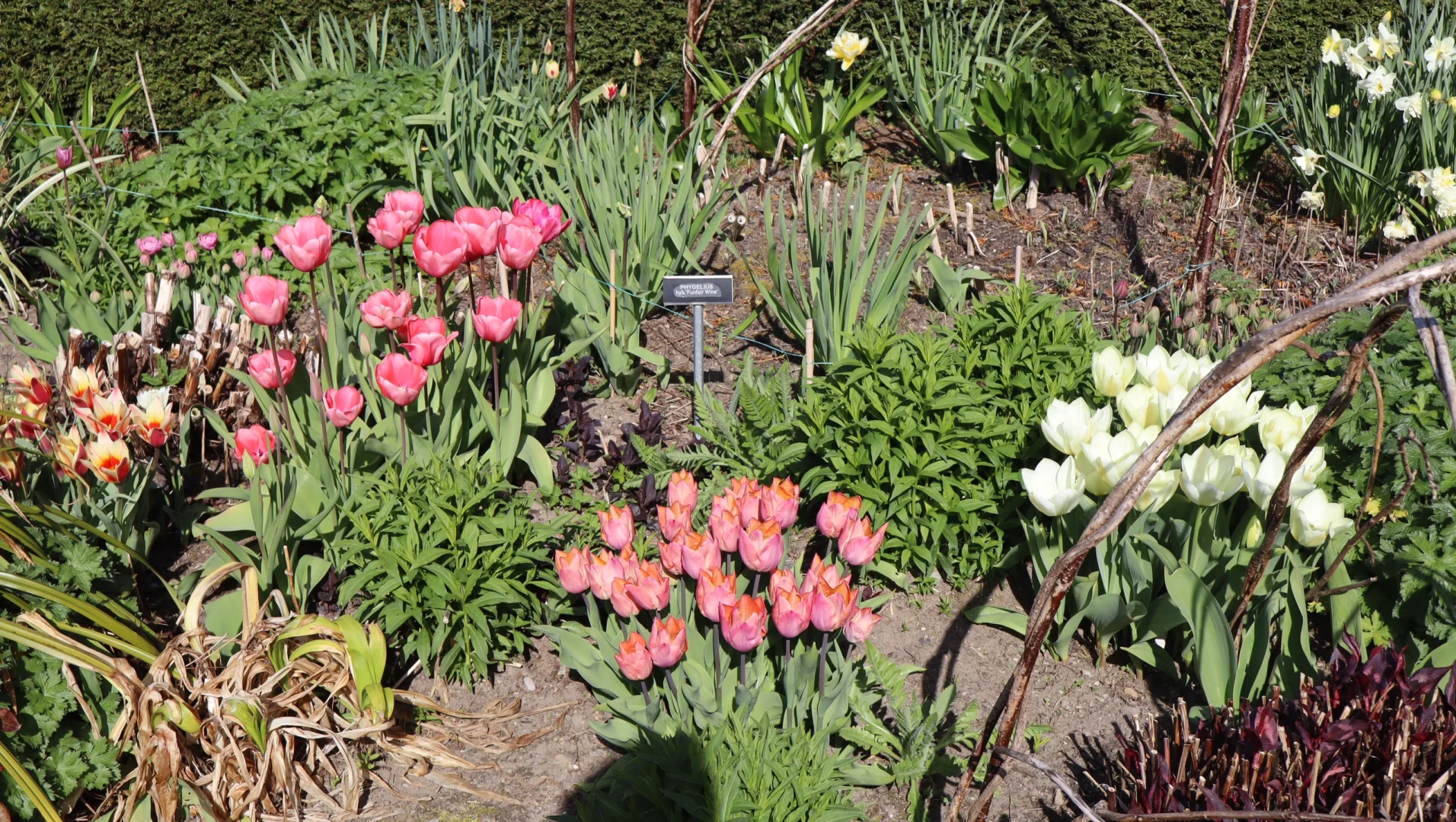 春天🍃古堡🏰花园💐powerscourt历险