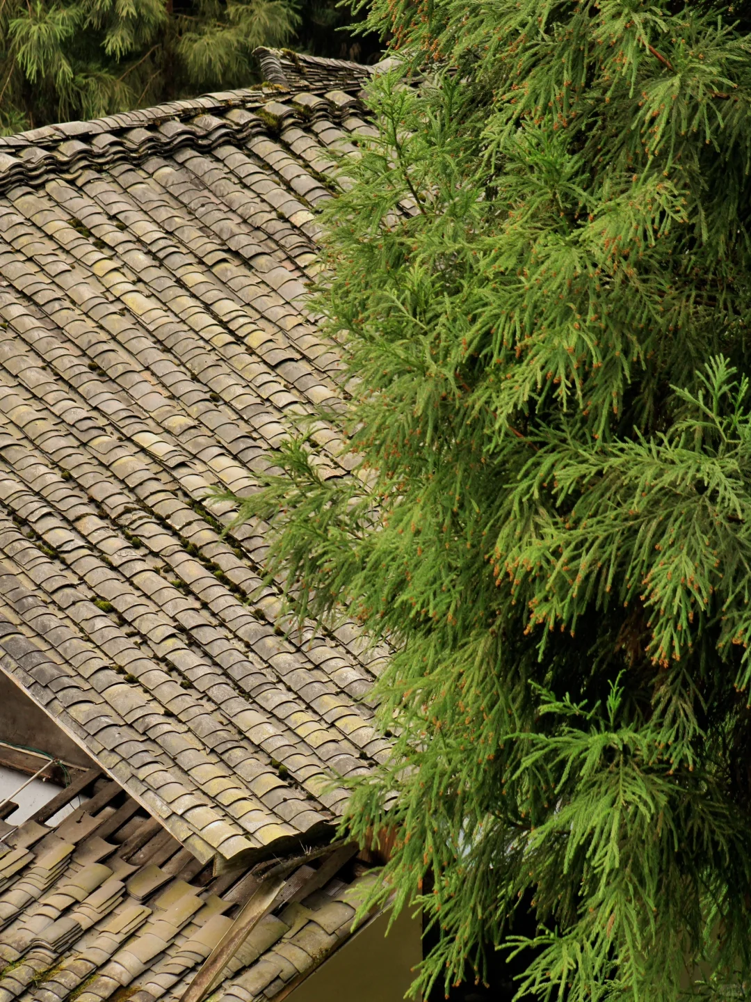 雅女湖免费露营归来❗️复兴村茶山徒步真舒服