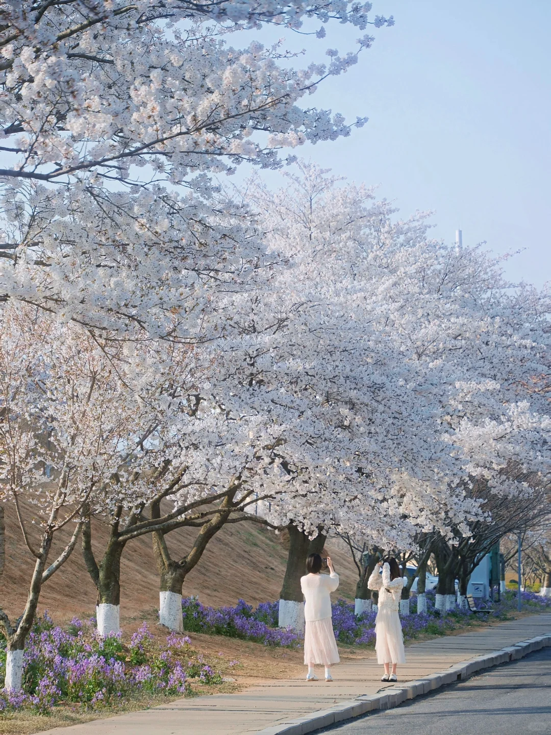 青岛 | 清晨无人的樱花大道才是人间理想🌸