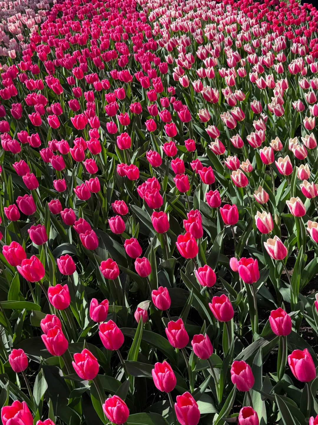 阿姆斯特丹“太子湾”