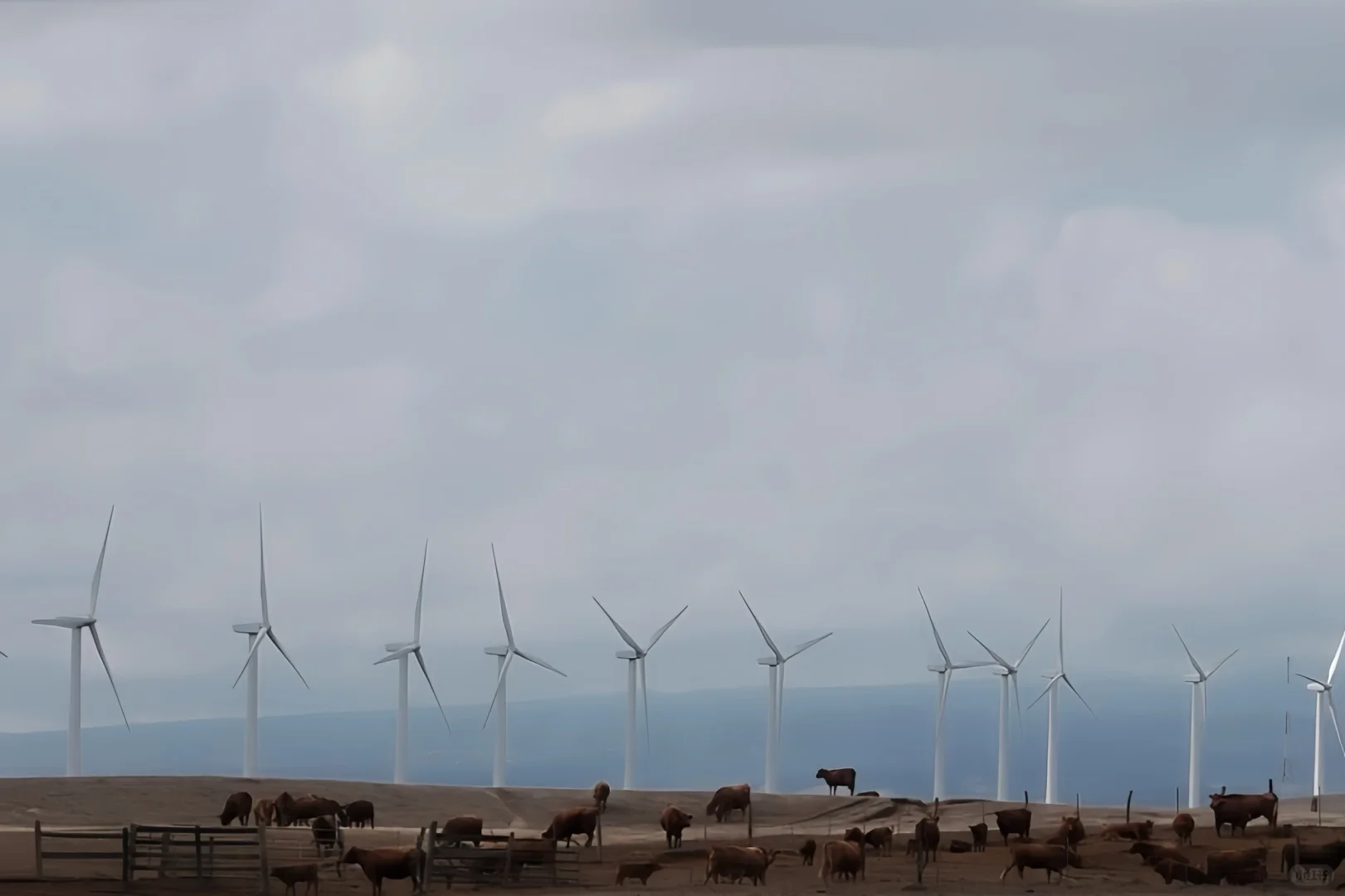 牛马拥有旷野，社畜才在缰绳中行走