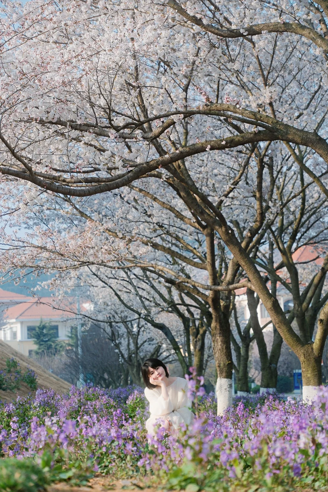 青岛 | 清晨无人的樱花大道才是人间理想🌸