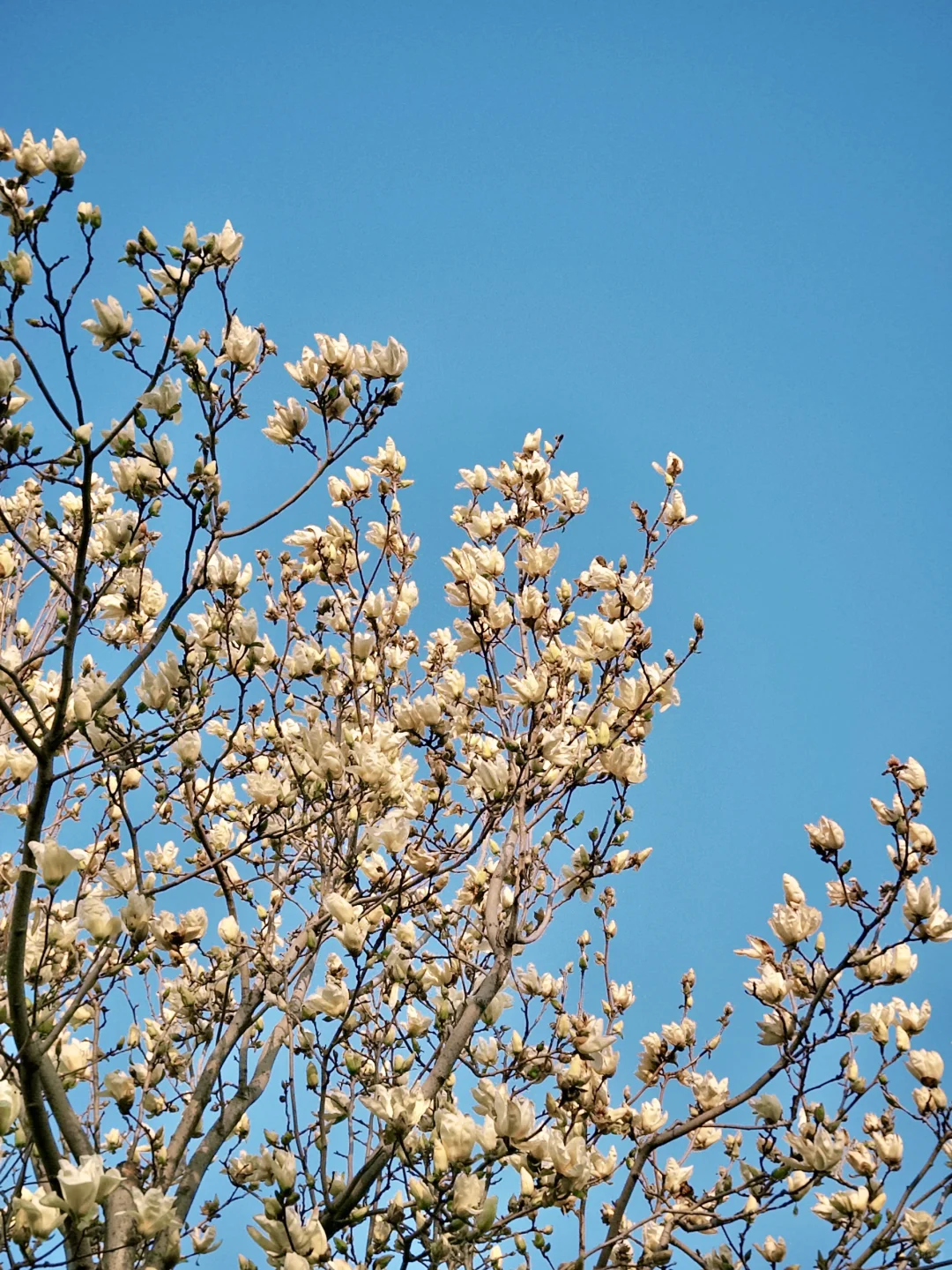 📍邯郸峰峰｜踏春之旅从这里开始吧～