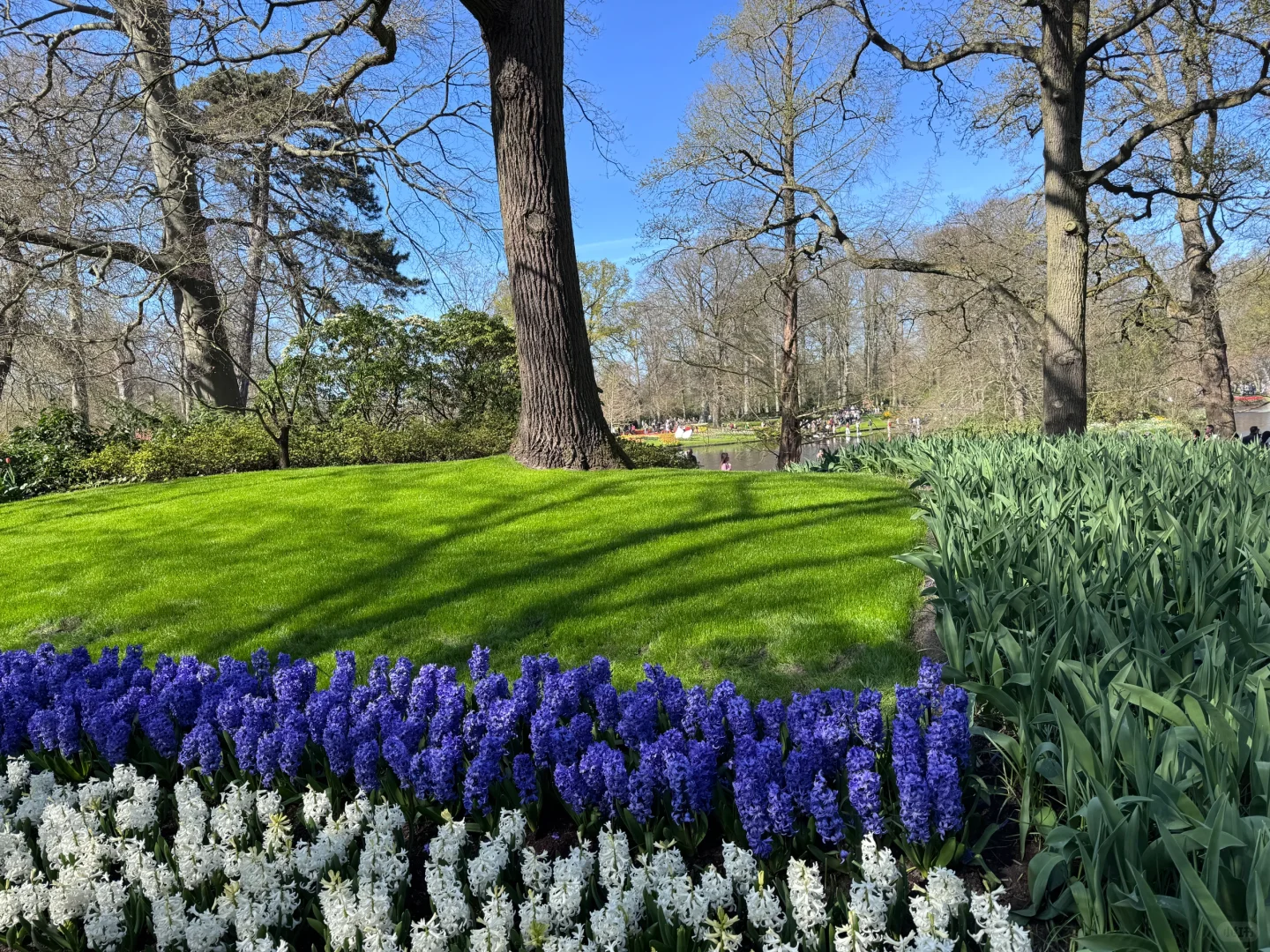 阿姆斯特丹“太子湾”
