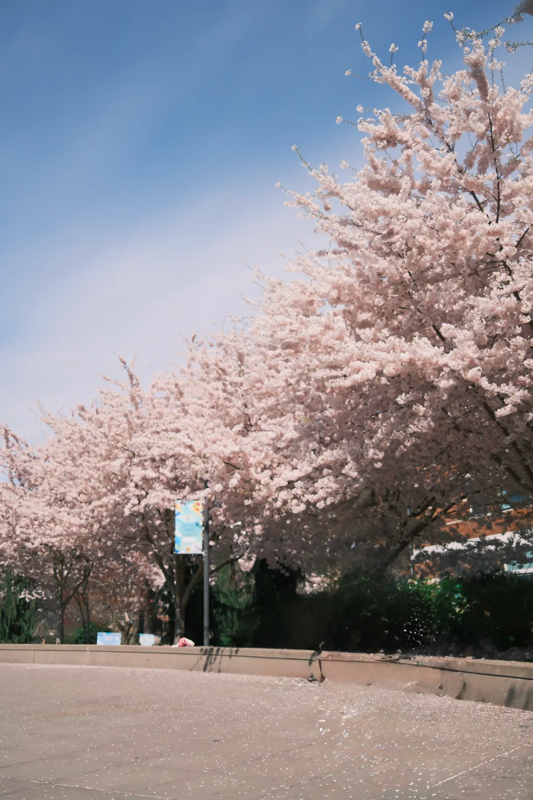 晴天儿的西雅图还是赏心悦目的