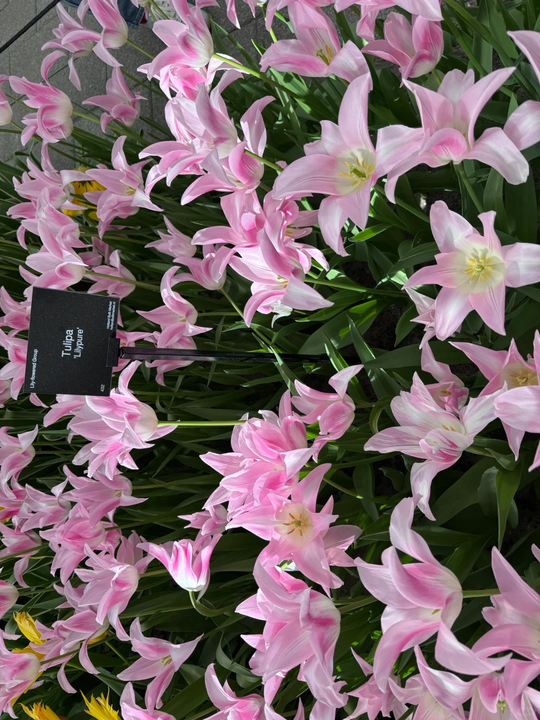 阿姆斯特丹“太子湾”