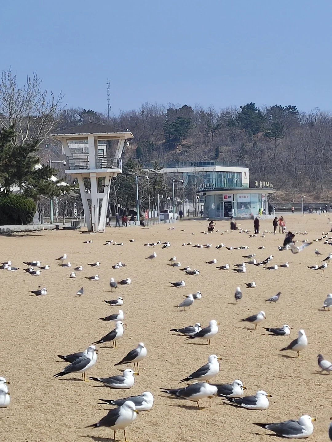 人与海鸥，共享春天的蔚蓝之境