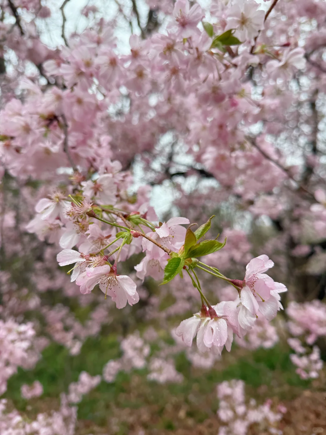 一期一会费城的樱花季🌸