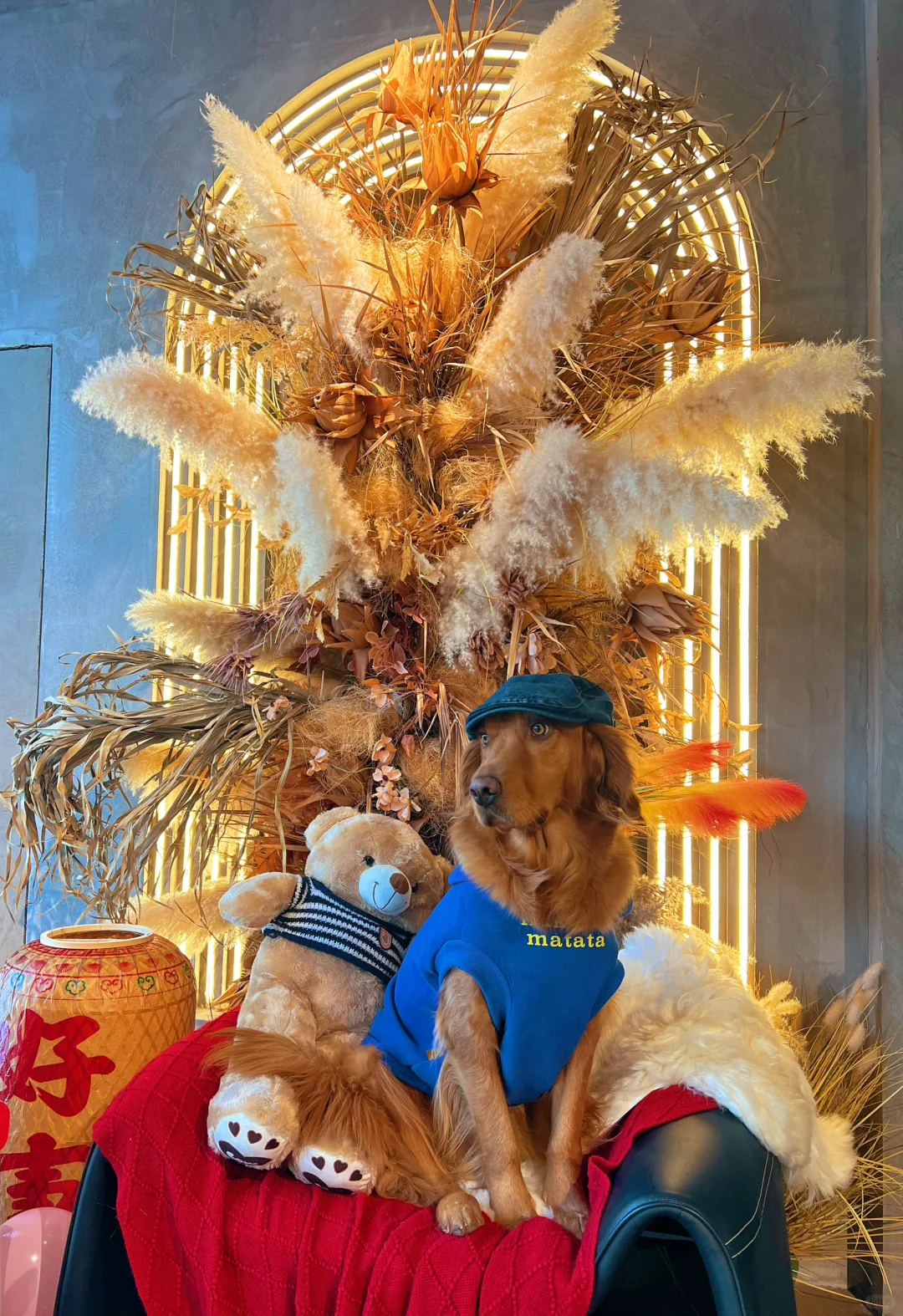 日照宠物友好攻略丨景点•餐厅🐶