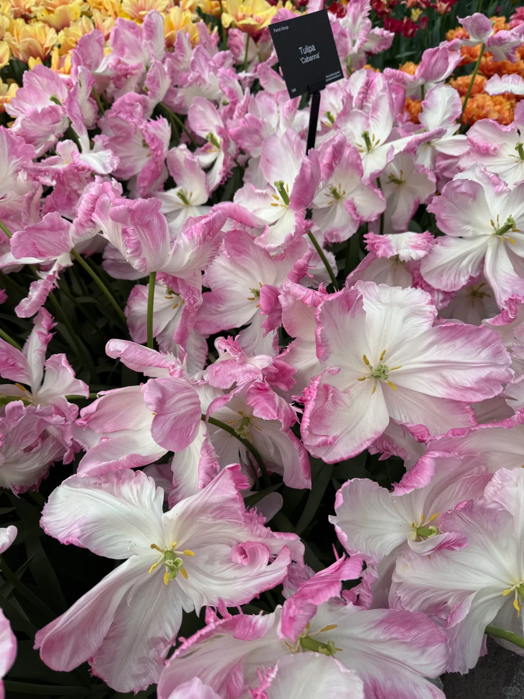 阿姆斯特丹“太子湾”