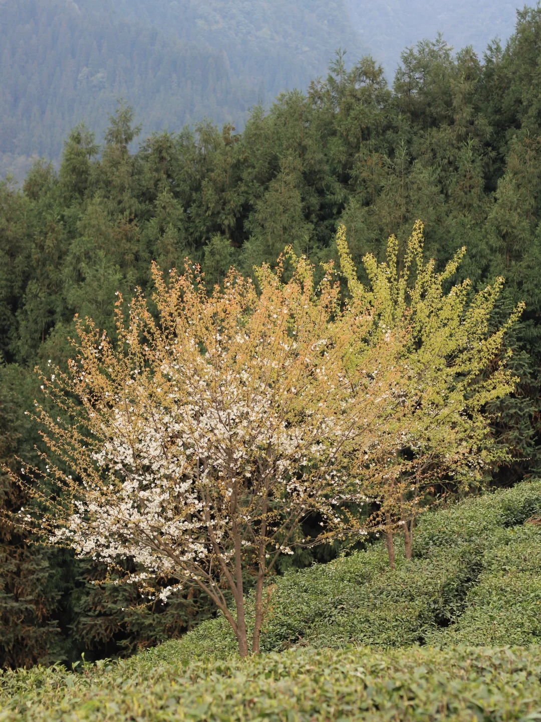雅女湖免费露营归来❗️复兴村茶山徒步真舒服