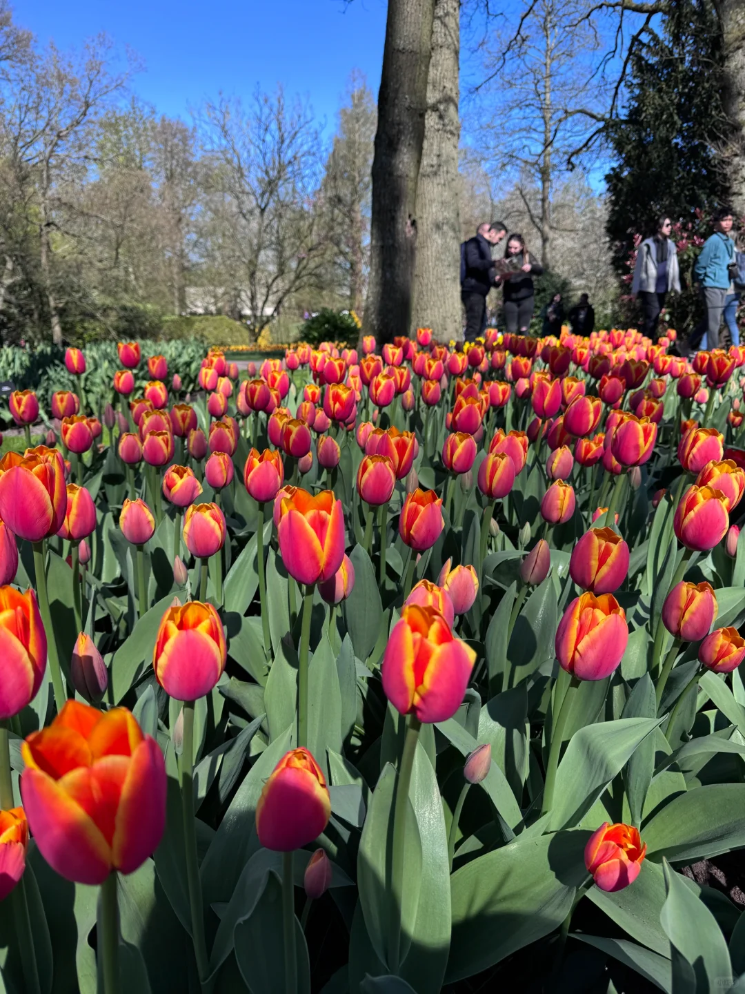 阿姆斯特丹“太子湾”