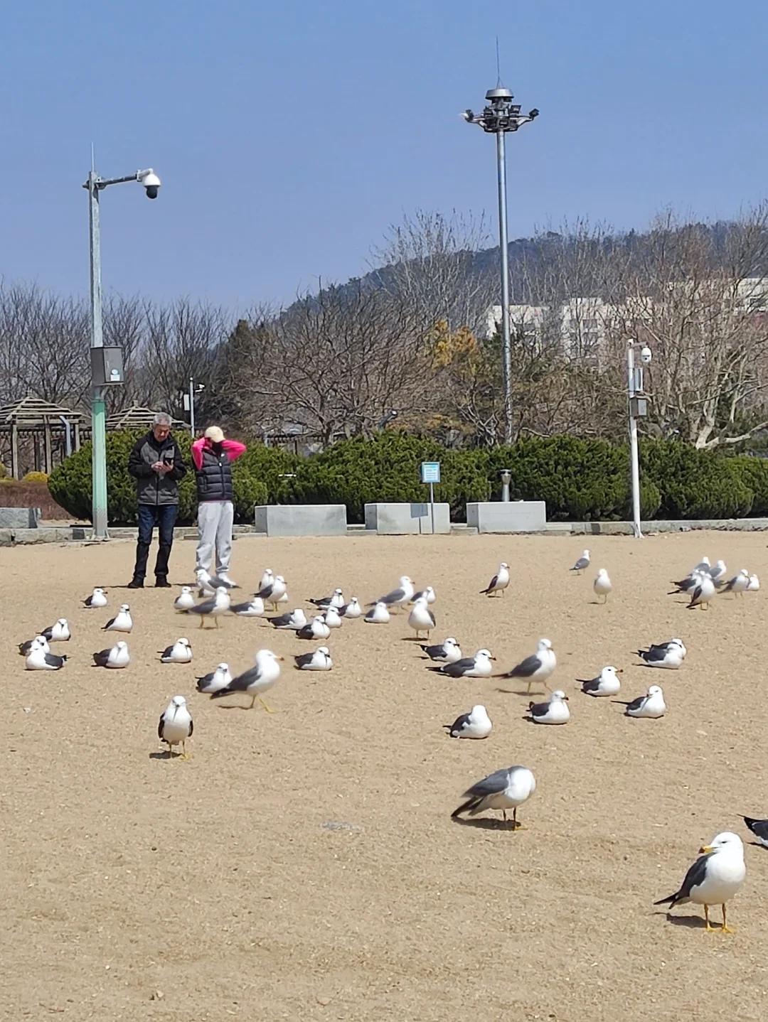 人与海鸥，共享春天的蔚蓝之境