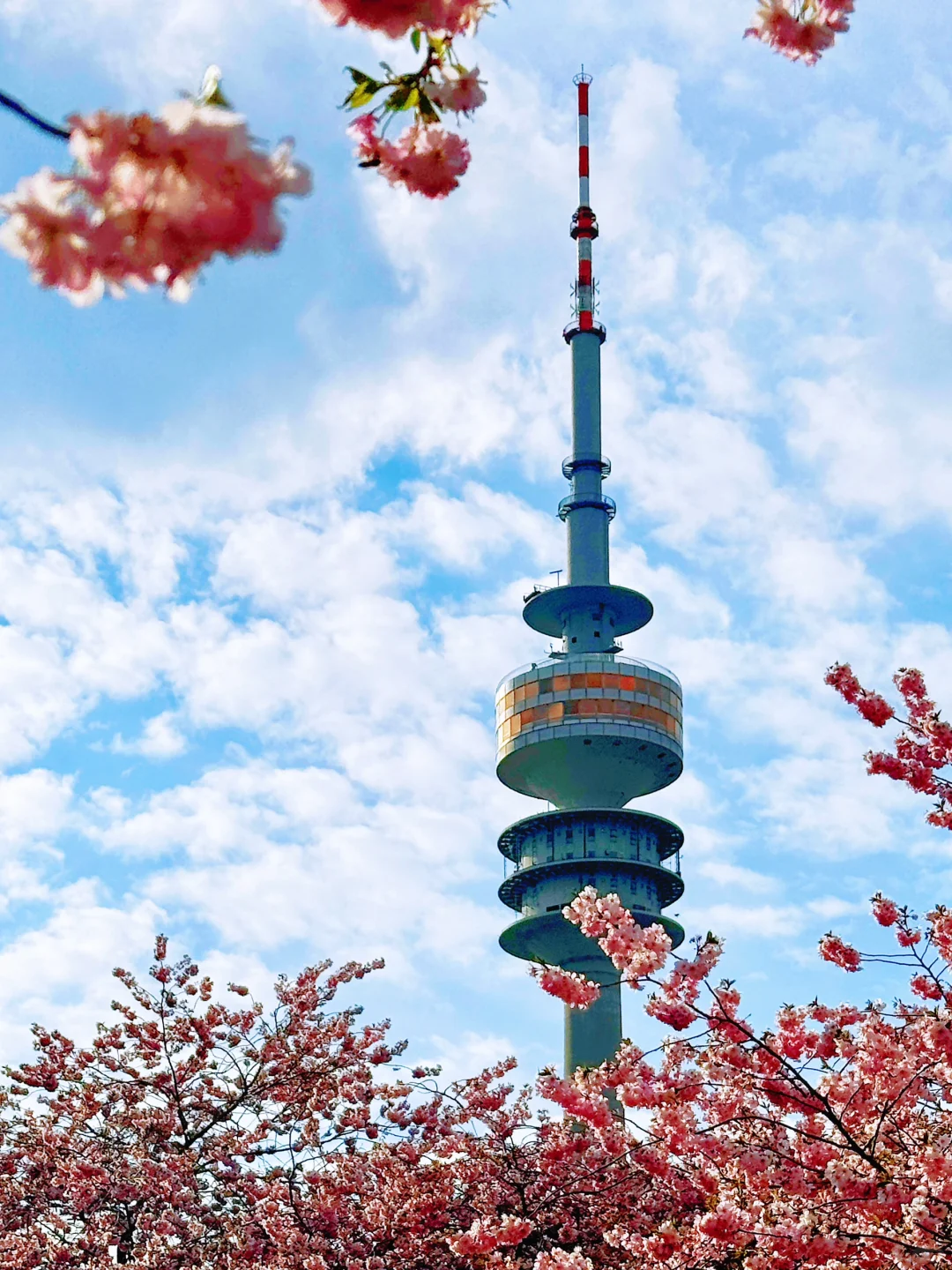 慕尼黑|在樱花树下 世界是季节限定的粉色