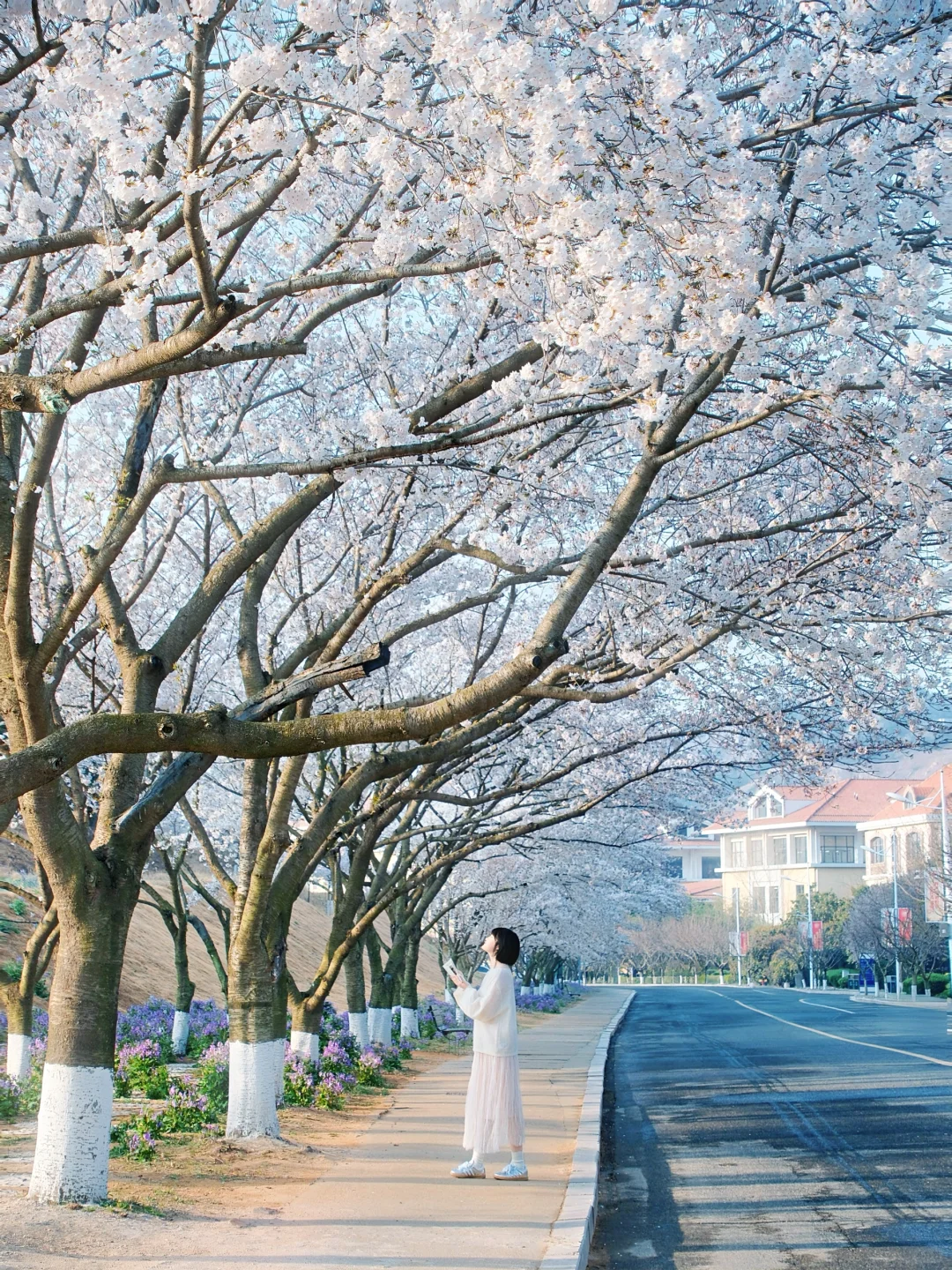 青岛 | 清晨无人的樱花大道才是人间理想🌸