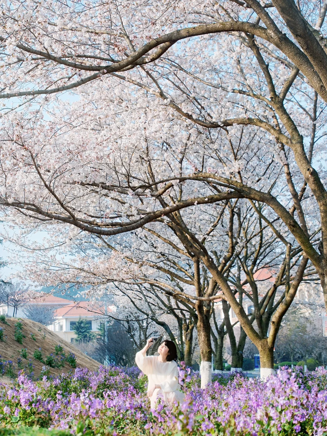 青岛 | 清晨无人的樱花大道才是人间理想🌸
