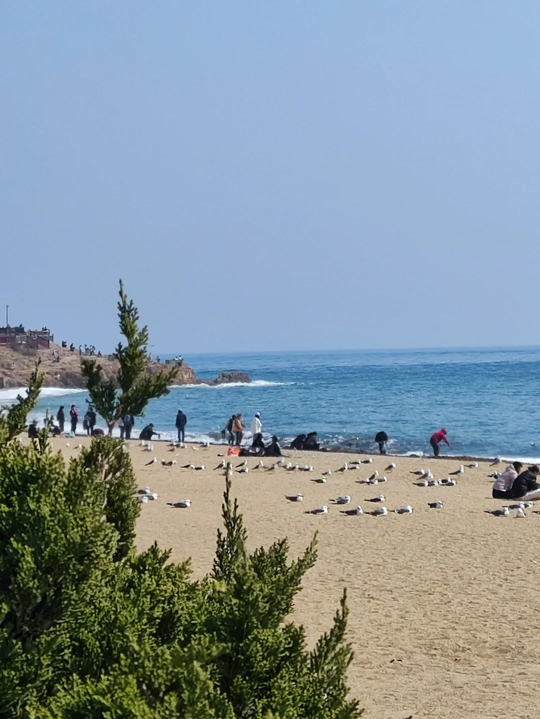 人与海鸥，共享春天的蔚蓝之境