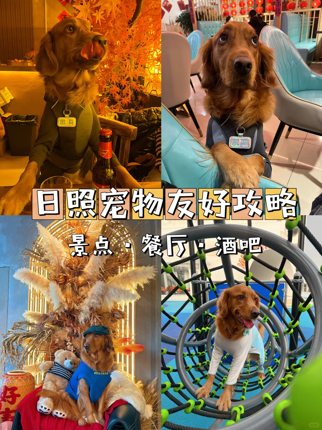 日照宠物友好攻略丨景点•餐厅🐶
