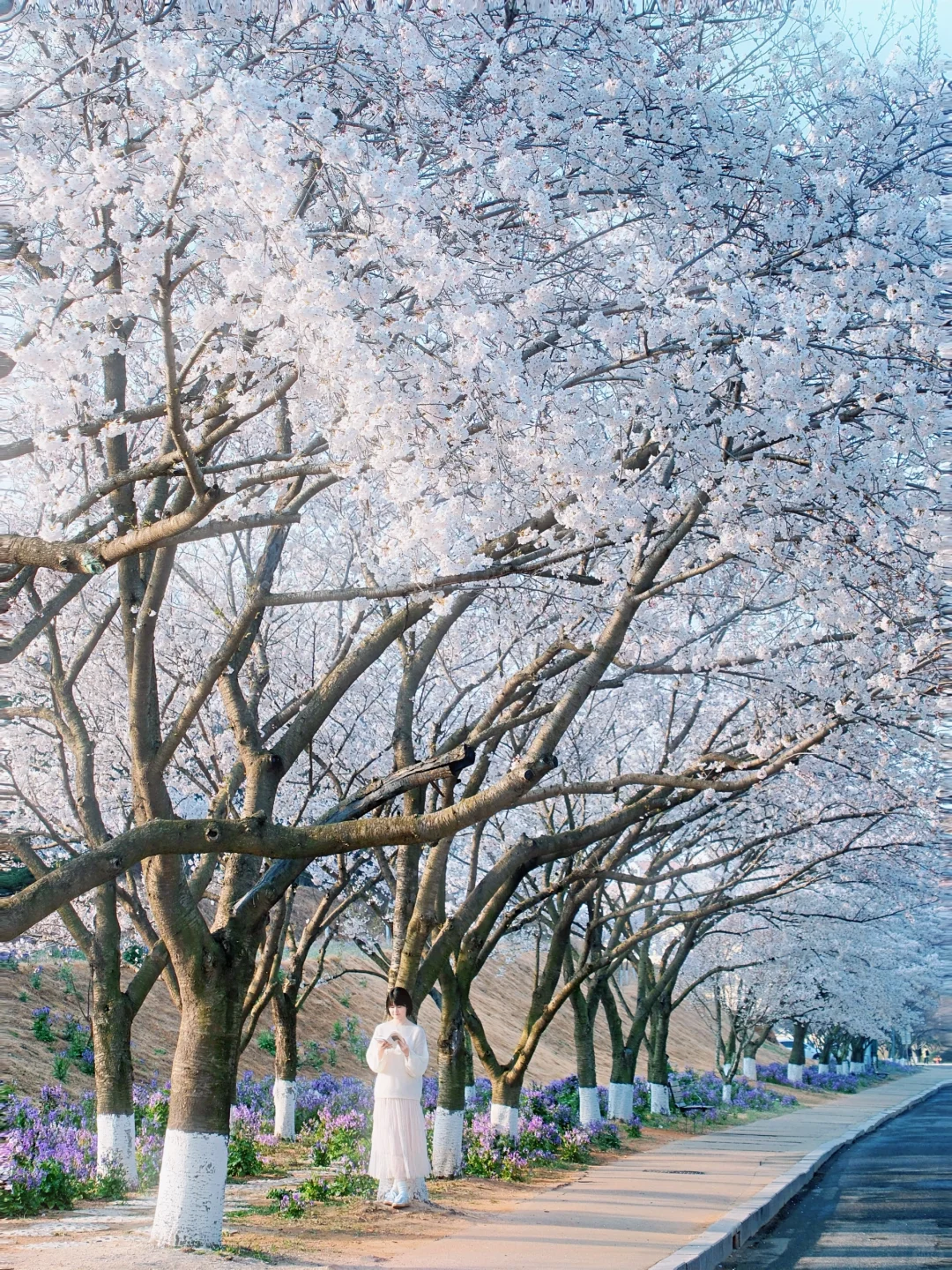 青岛 | 清晨无人的樱花大道才是人间理想🌸