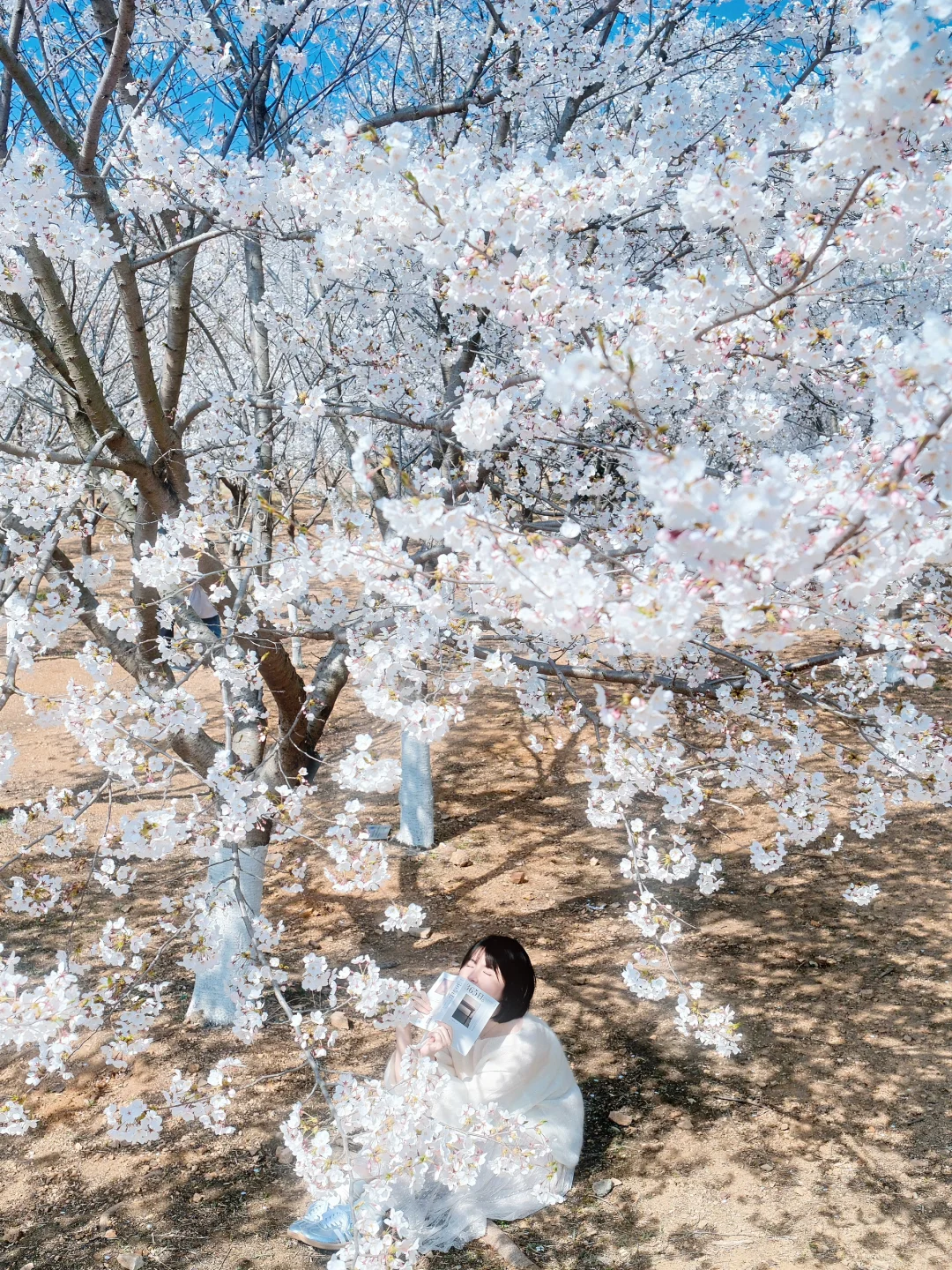 青岛 | 清晨无人的樱花大道才是人间理想🌸