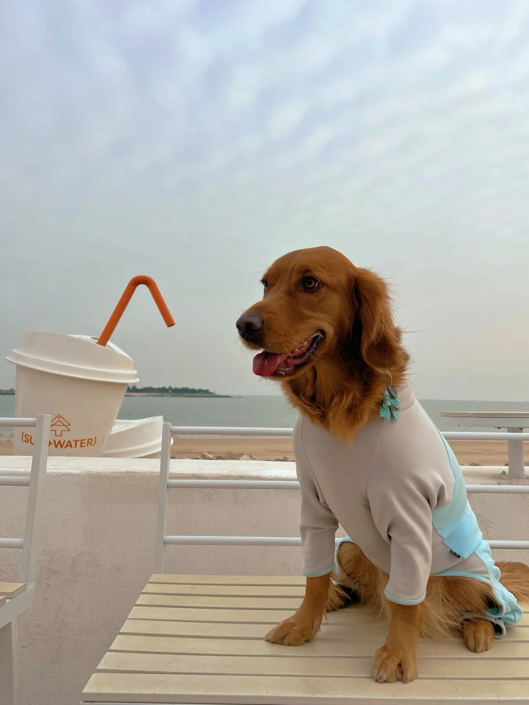 日照宠物友好攻略丨景点•餐厅🐶