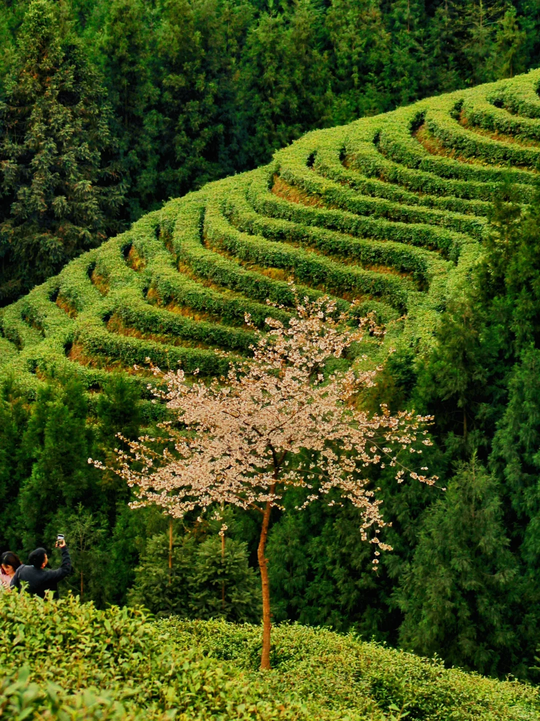 雅女湖免费露营归来❗️复兴村茶山徒步真舒服