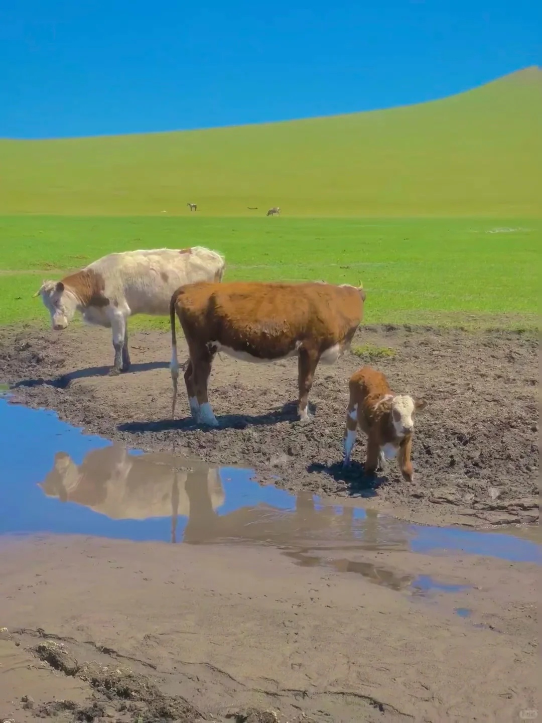 实话难听📍但4-5月来内蒙古的都是大冤种