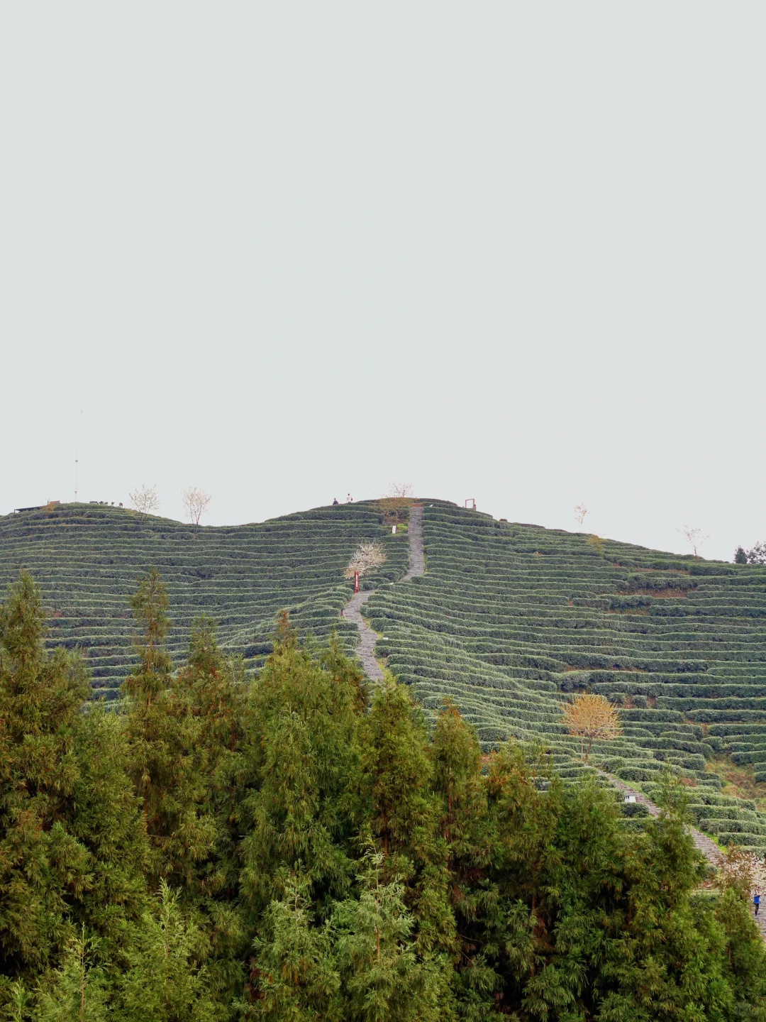 雅女湖免费露营归来❗️复兴村茶山徒步真舒服