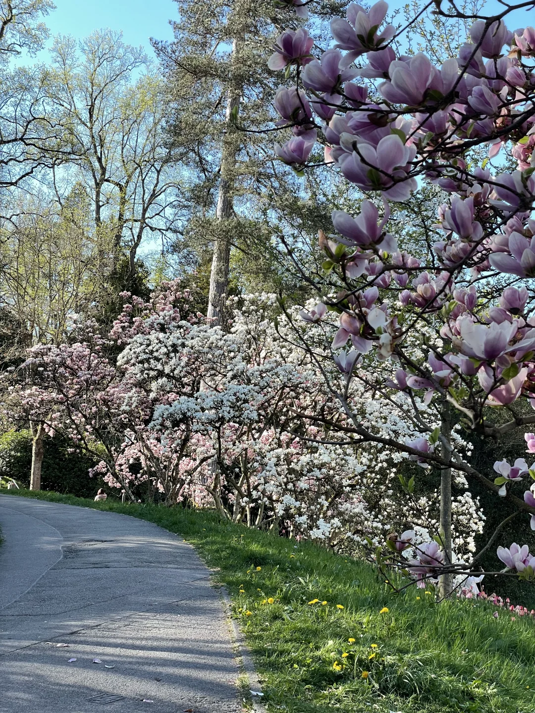 🇩🇪啊！是春天！