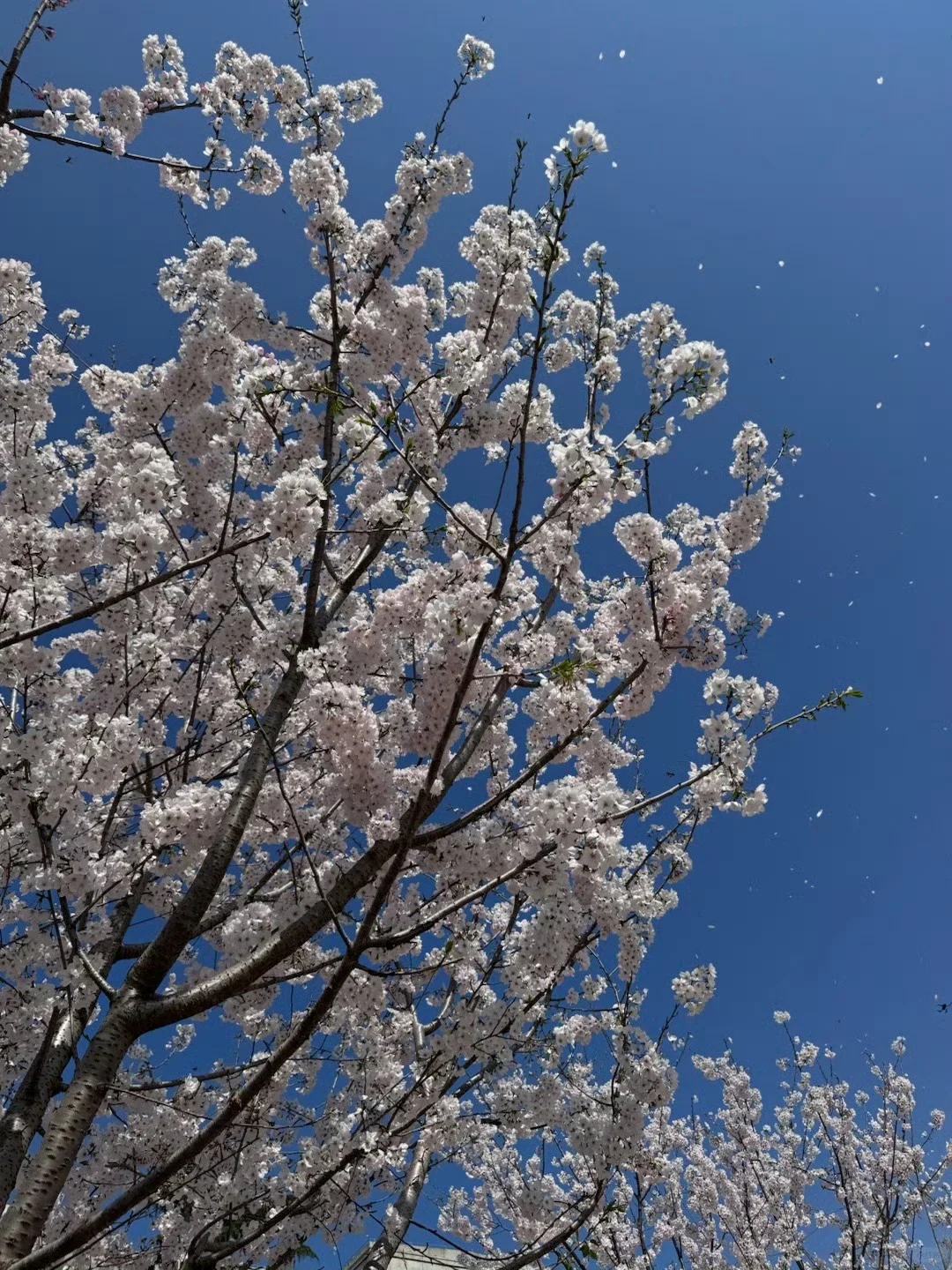 N刷武汉！本人的攻略已经next level了…