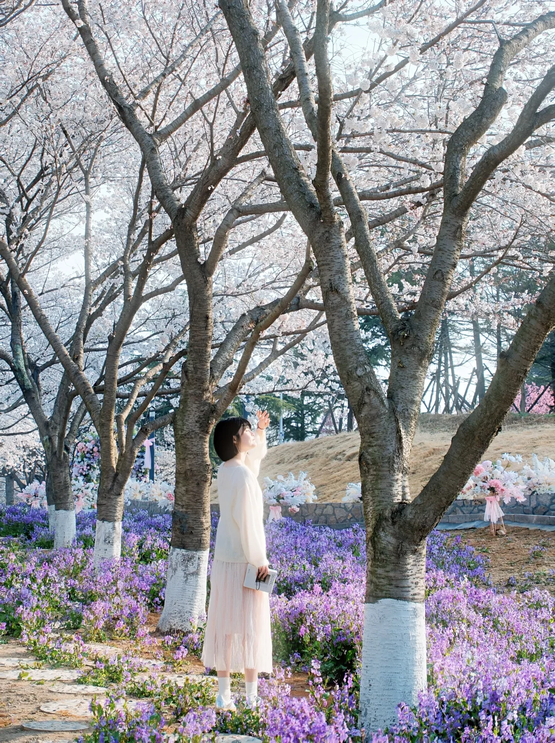 青岛 | 清晨无人的樱花大道才是人间理想🌸