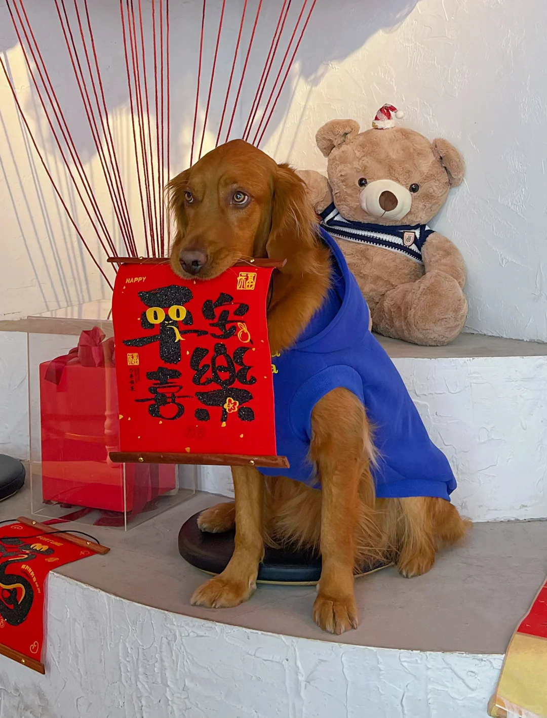 日照宠物友好攻略丨景点•餐厅🐶