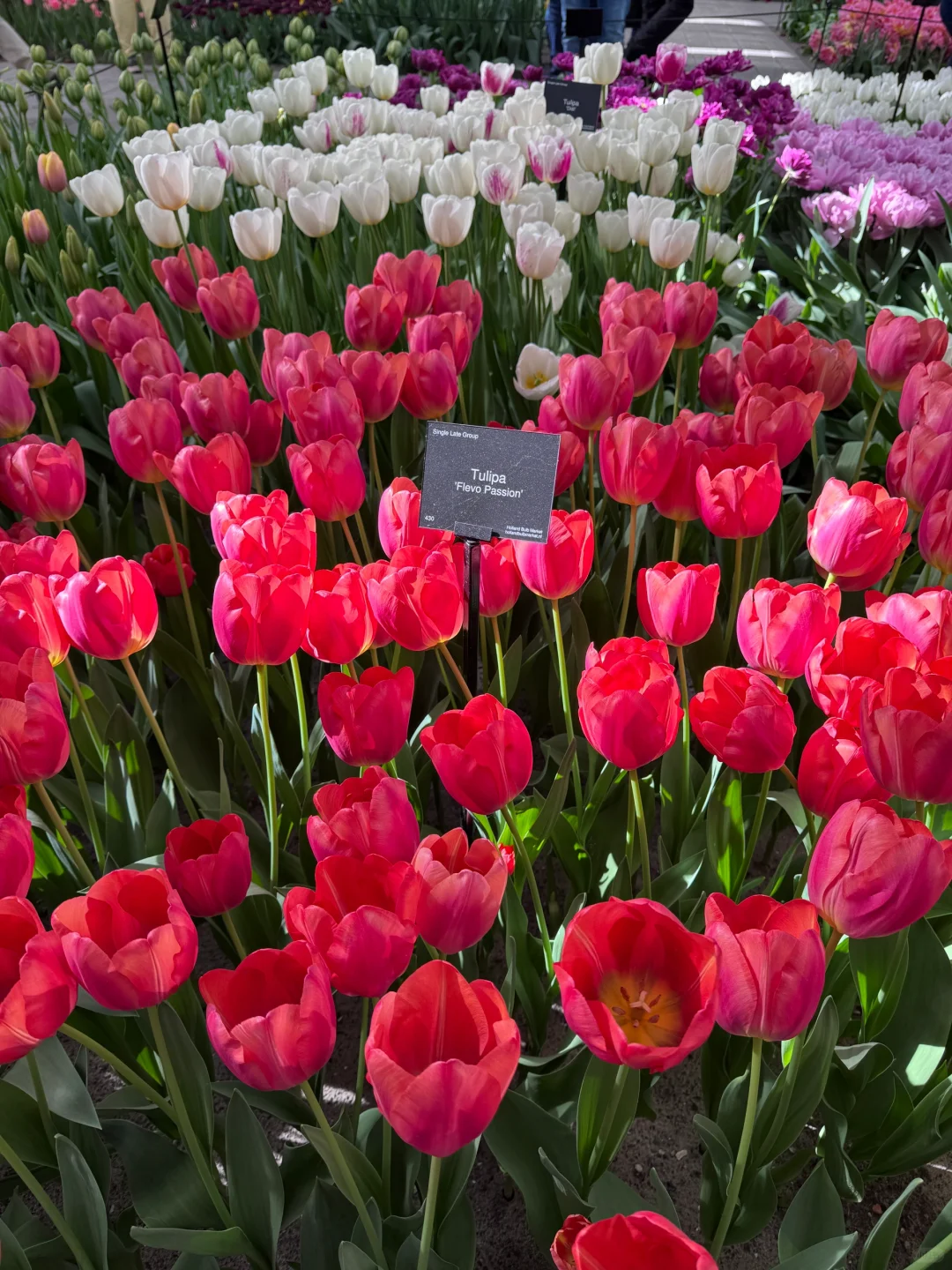 阿姆斯特丹“太子湾”