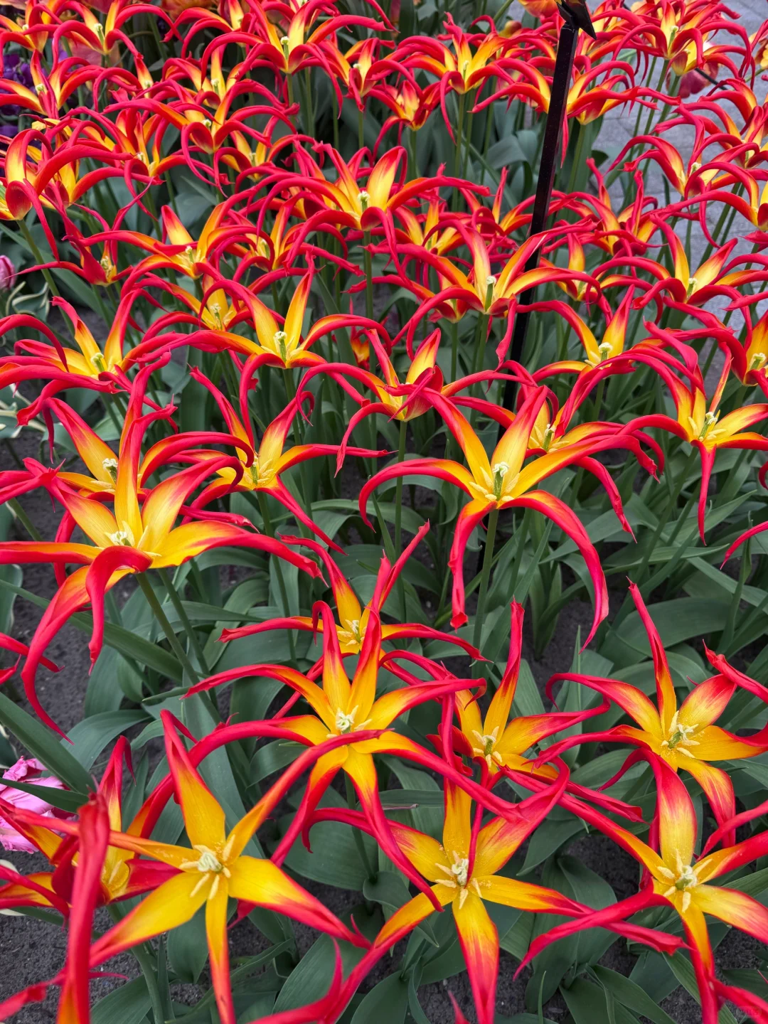 阿姆斯特丹“太子湾”