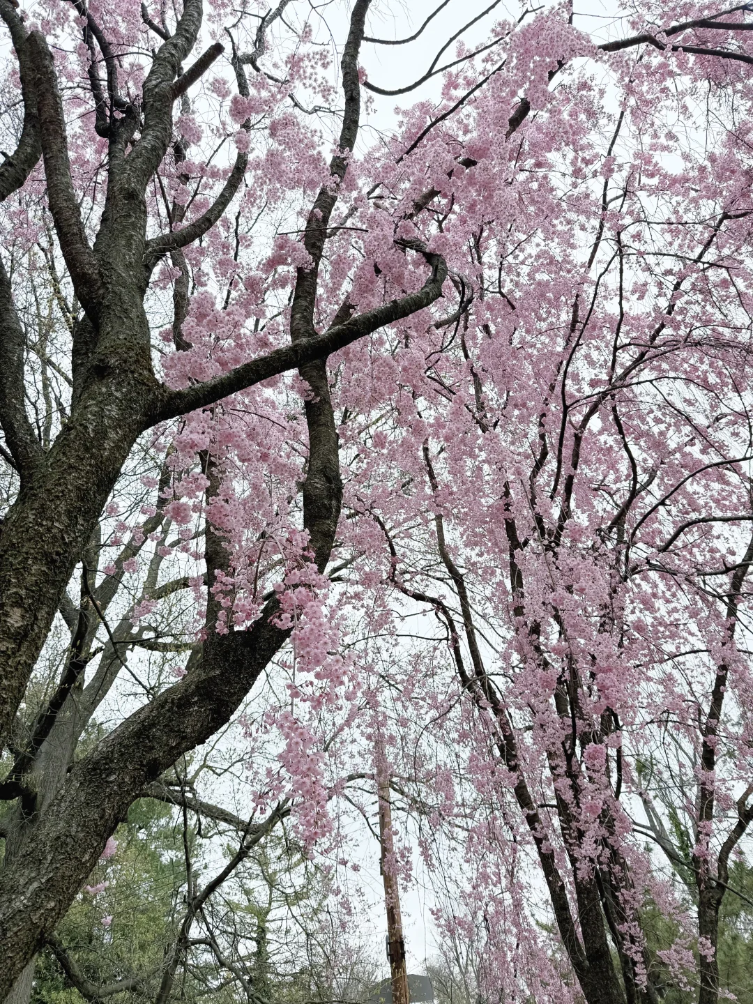 一期一会费城的樱花季🌸