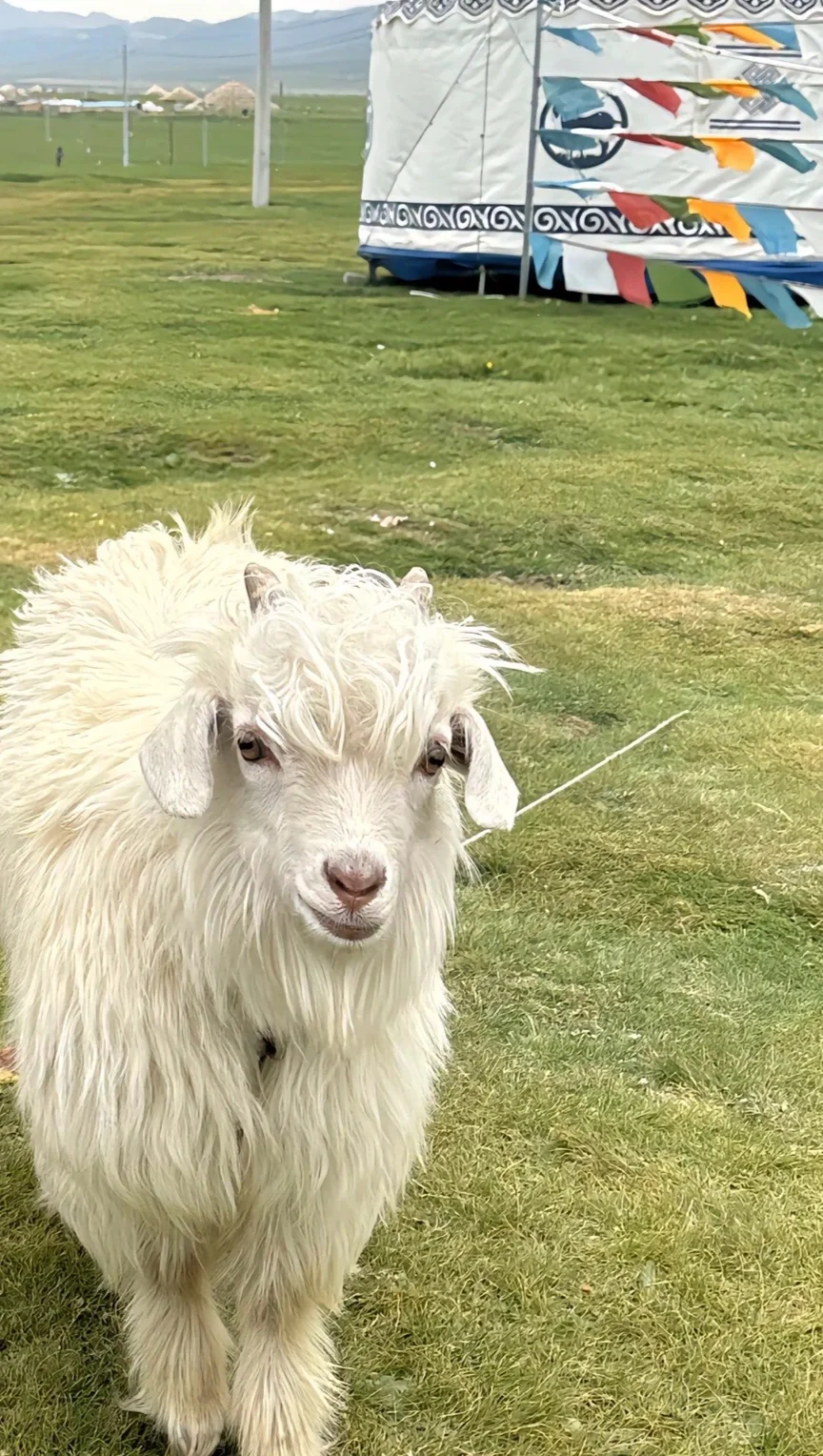 西北跟团已回，能帮一个是一个（永远不删！ ！！