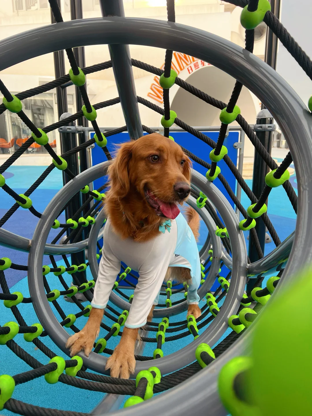 日照宠物友好攻略丨景点•餐厅🐶