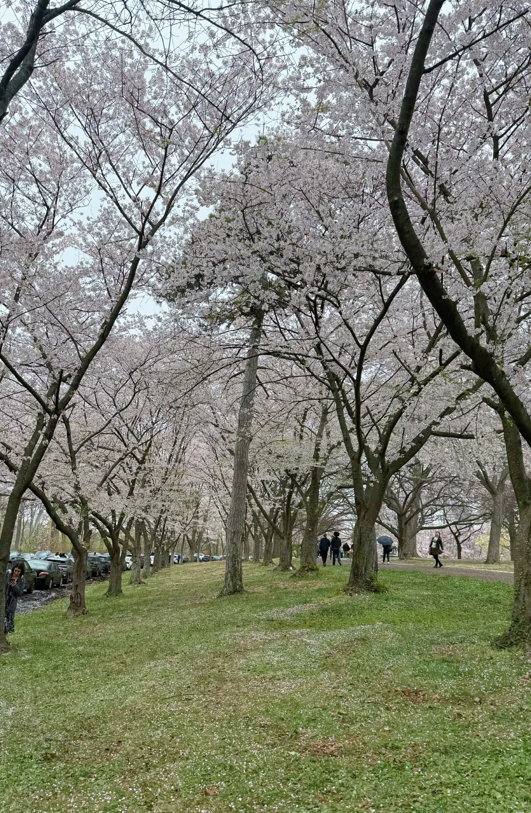 一期一会费城的樱花季🌸