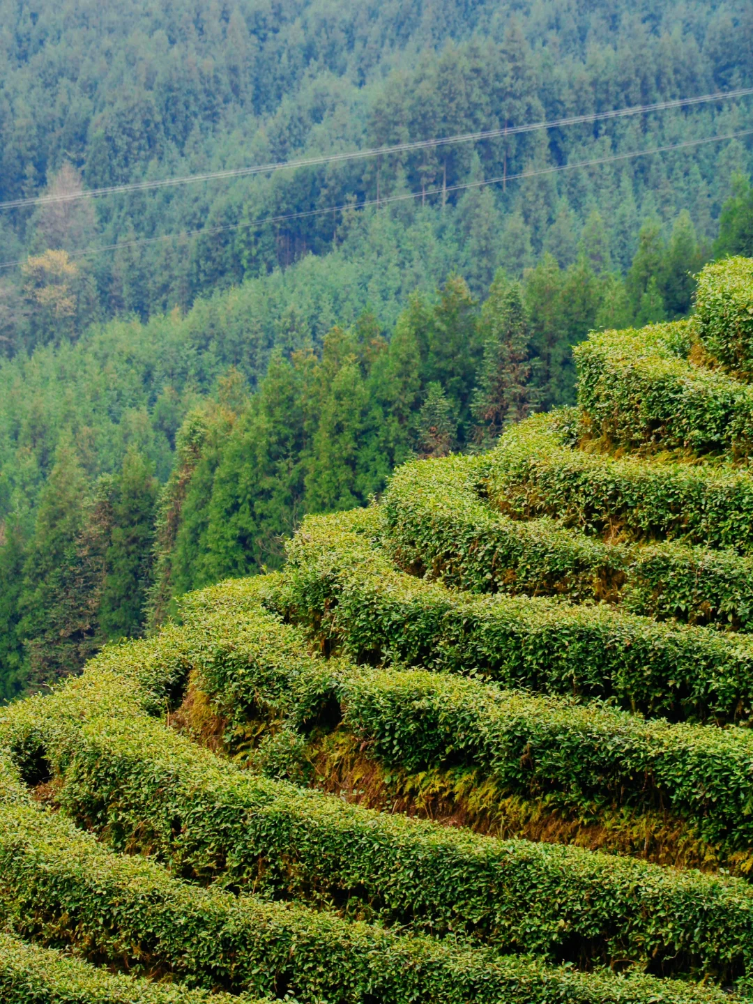 雅女湖免费露营归来❗️复兴村茶山徒步真舒服