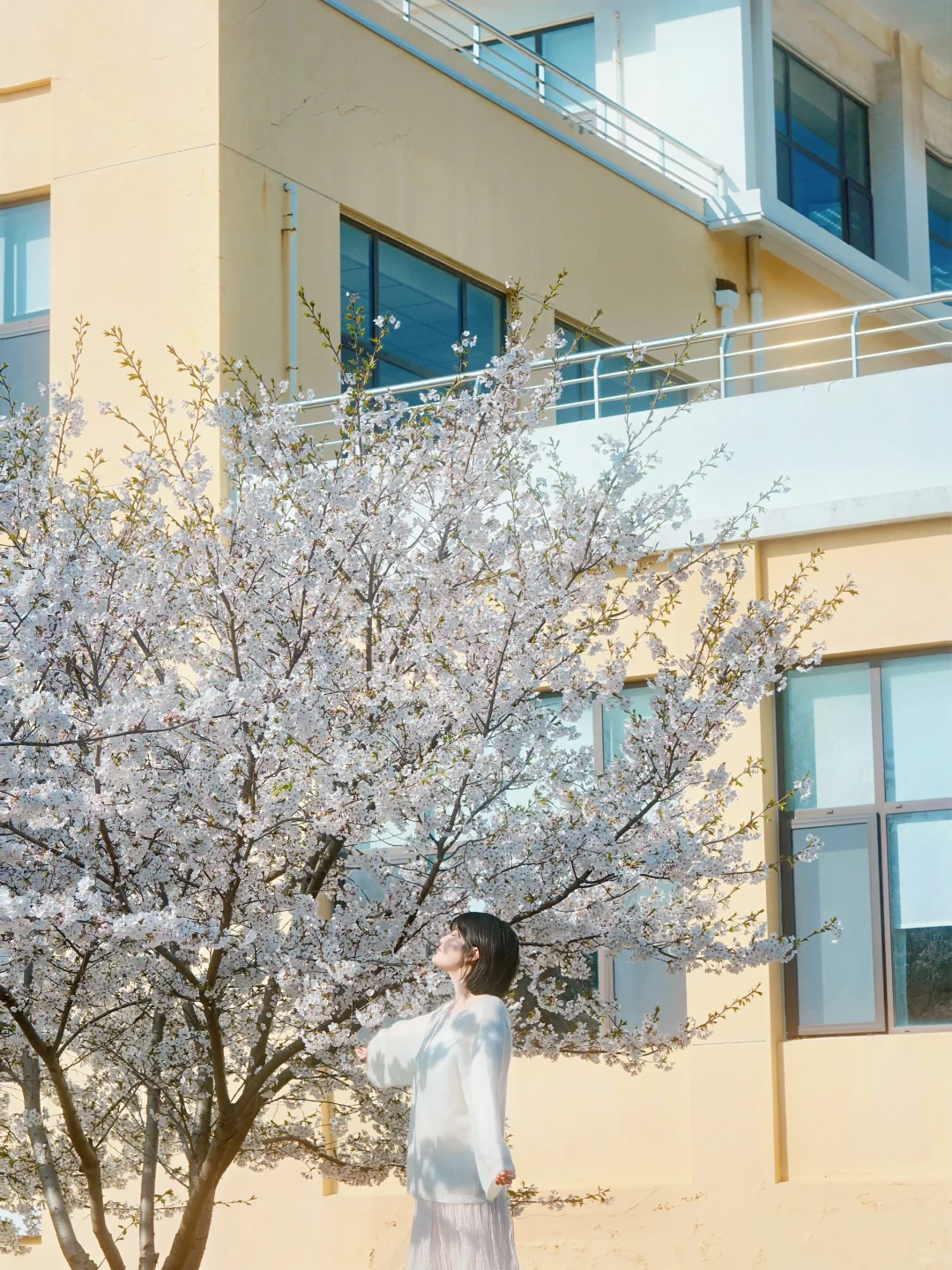 青岛 | 清晨无人的樱花大道才是人间理想🌸