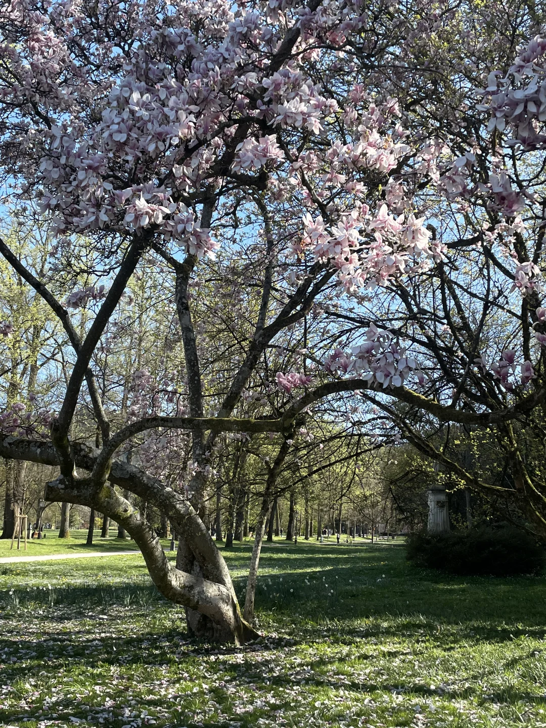 🇩🇪啊！是春天！